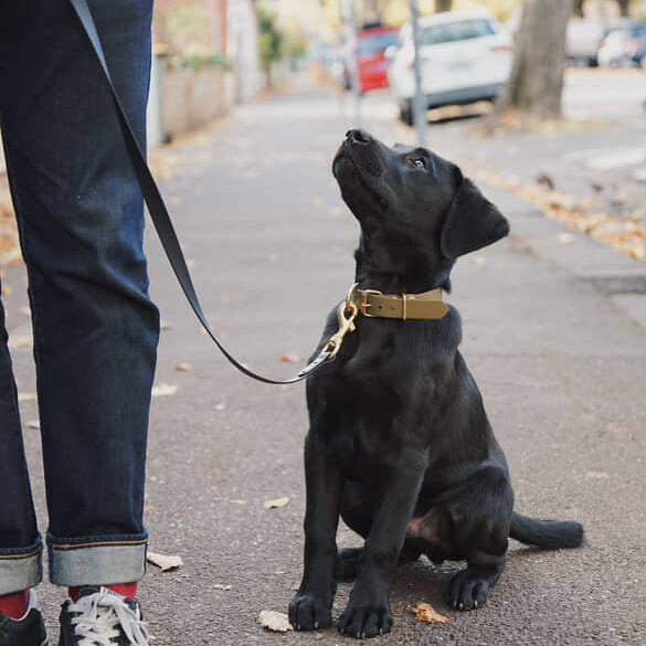 Everyday Dog Lead