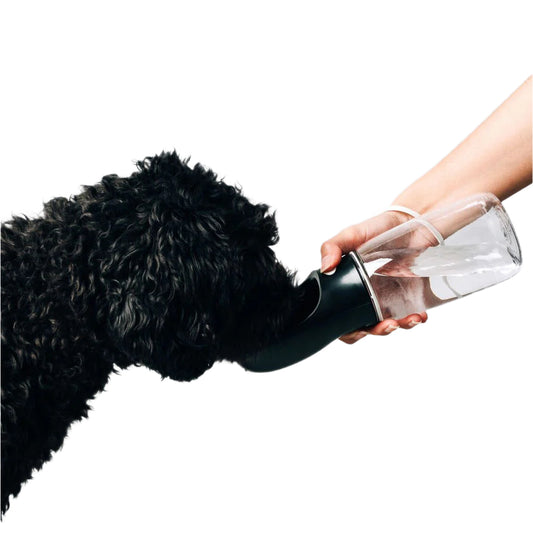 A black dog drinking water from a black bottle with a large button.