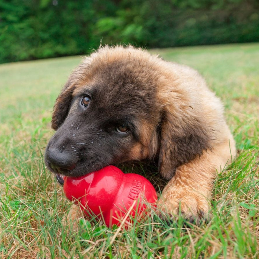 Puppy playing with a red KONG toy on grass