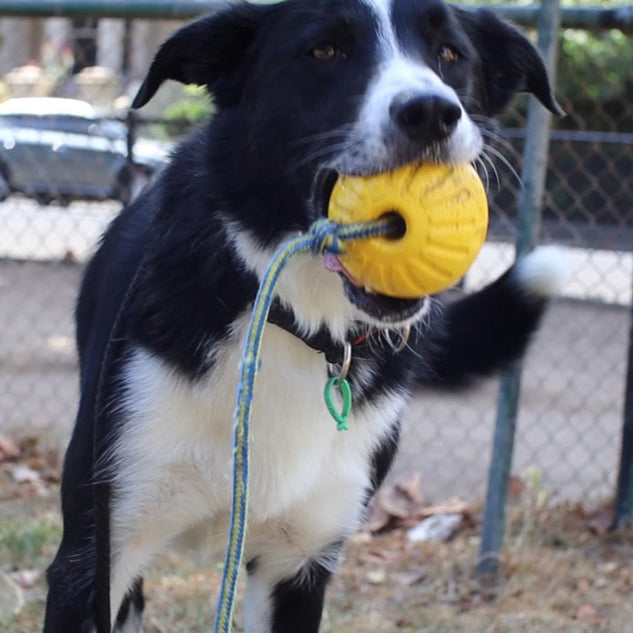 Dog holding a yellow ball in its mouth, standing in an outdoor area with a fence and cars in the background.