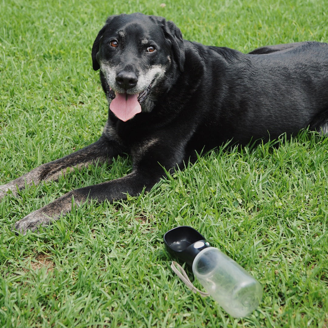Black dog lying on grass next to a water bottle
