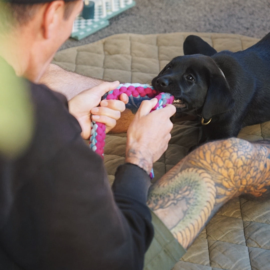 Person playing with a dog using a tug toy on a carpeted floor.