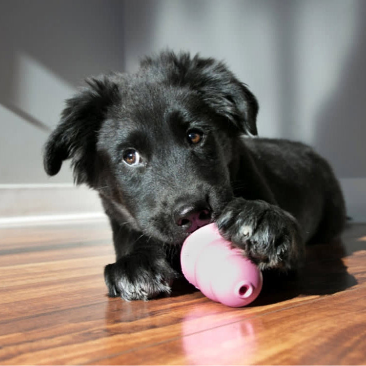 Black dog playing with a pink ball on a wooden floor