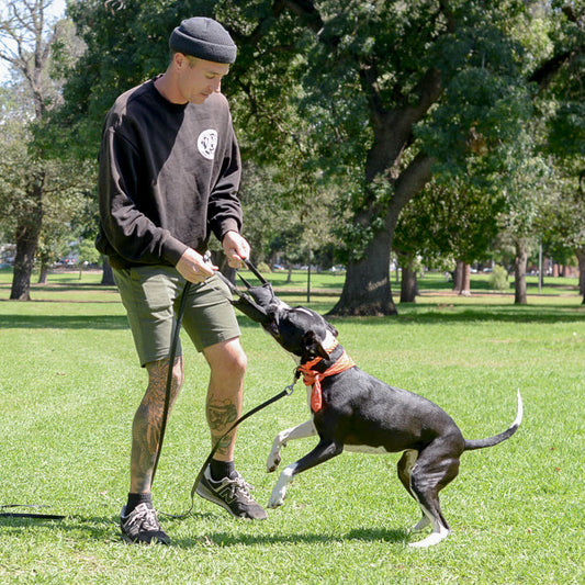 Man playing with a dog in a park